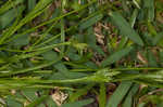 Asian shortstem sedge